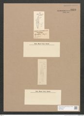 Diatomeae indet. Zeichnungen Sammlung Grunow Nr. 3333 (NHMW-BOT-W0370839)